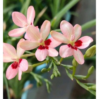 Củ giống hoa lan nam phi hoa màu trắng hồng ( 1 củ tặng kèm viên nén xơ dừa ươm củ ) - STHG2