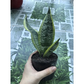 Cây lưỡi hổ xanh