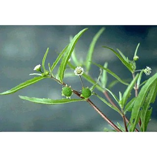 20h Hạt Giống cây Cỏ Mực Nhọ Nồi - Naturalism