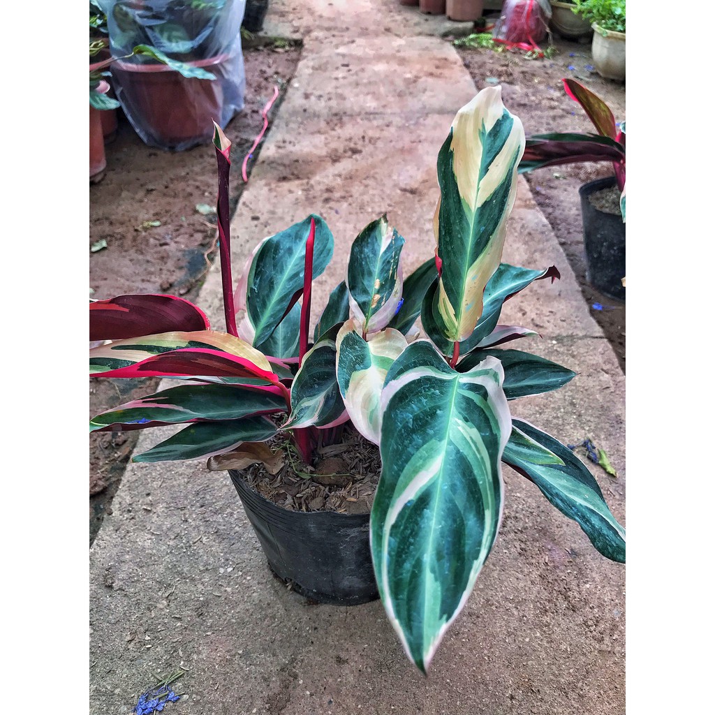 Cây chuối hoàng yến lá đỏ, chiều cao 25-30cm, dễ trồng chăm sóc, trang trí sân vườn và để bàn