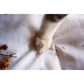 Nhẫn Meow Bạc 925 Tự Chỉnh Size