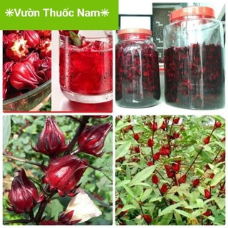 1kg hoa bụp giấm tươi , hoa atiso đỏ tươi hái tại nhà