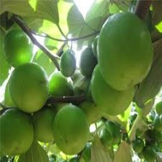 CÂY GIỐNG TÁO NGỌT