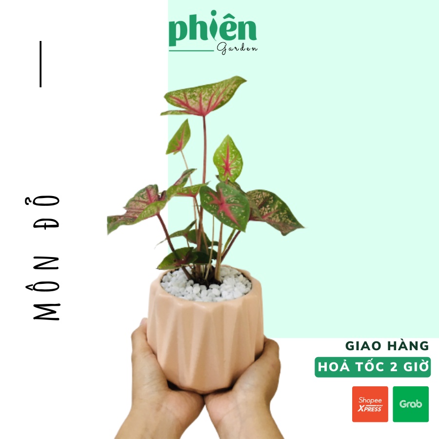 Cây Môn lá đỏ để bàn kèm chậu gốm cực xinh