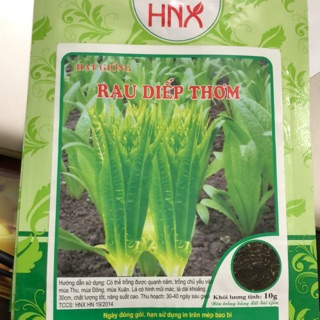 Hạt giống Rau diếp thơm