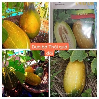 Hạt giống dưa thái thơm