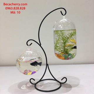 Bể cá mini đôi X + bình thủy tinh dưa 20cm + tròn 12cm ( Tặng kèm phụ kiện )