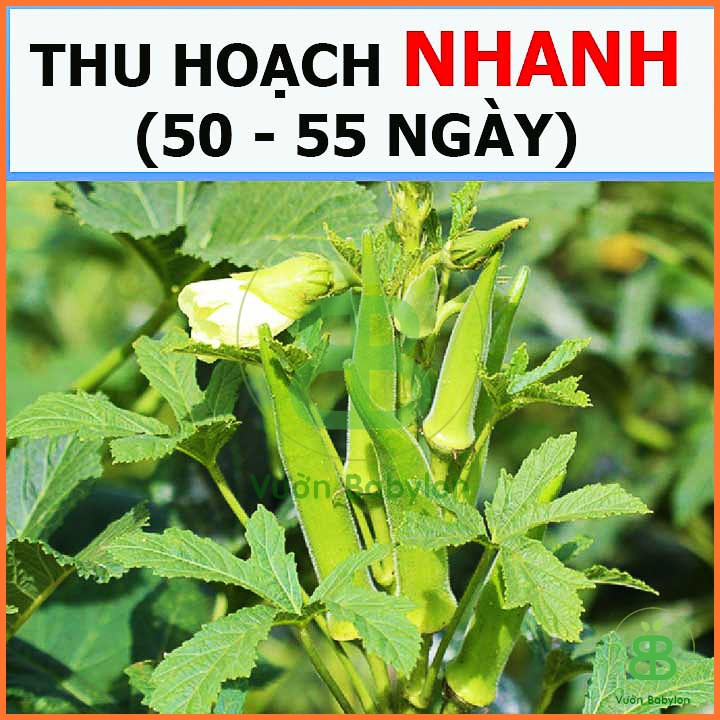 Hạt Giống Đậu Bắp Xanh 20Gr