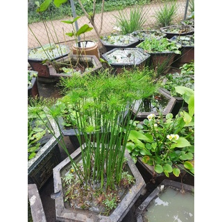 60 Cây Thủy trúc thái 30k