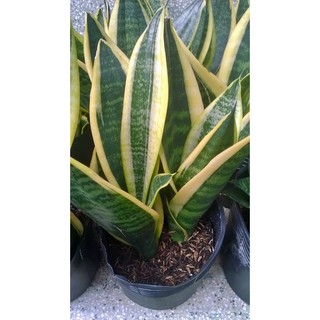 Lưỡi hổ thái- 3 cây 1 chậu