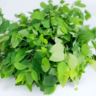 Hạt giống rau bồ ngót VTS35 | Vạn Tín Store