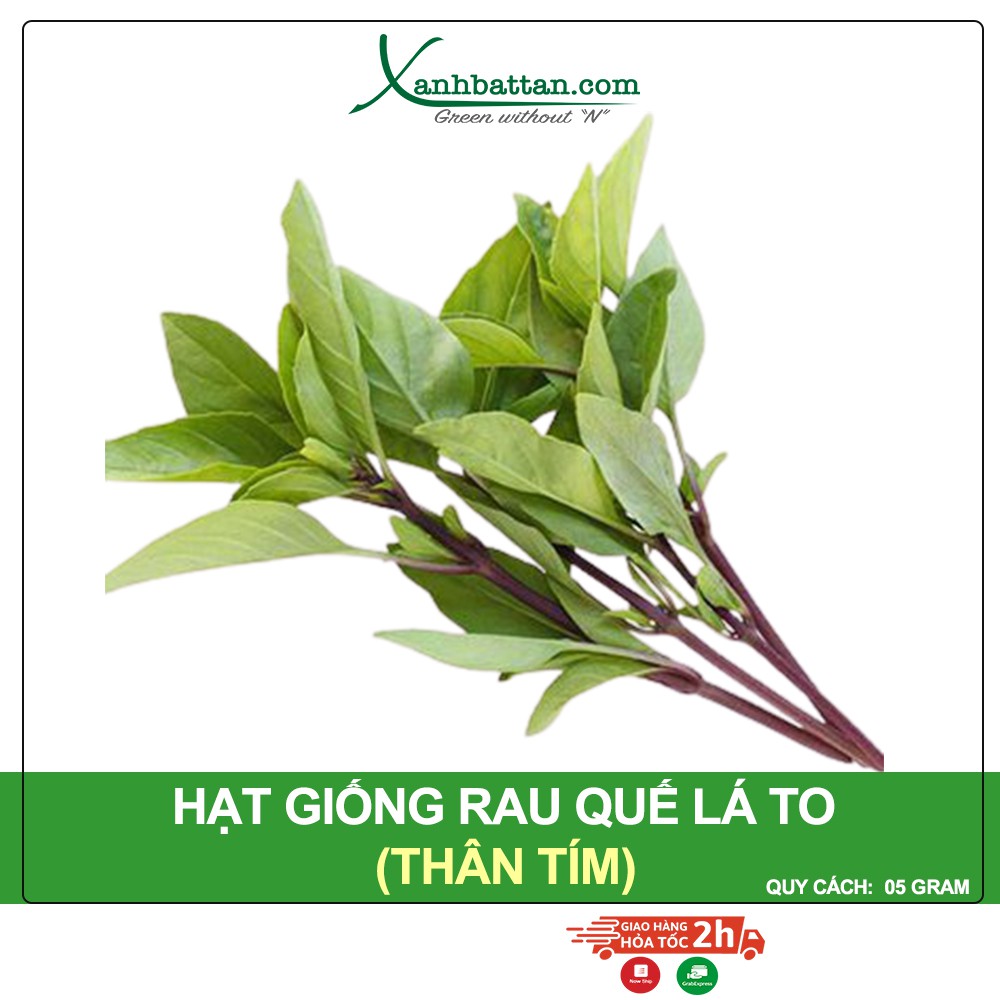 Hạt Giống Rau Quế Lá To Phú Nông Gói 5 Gram