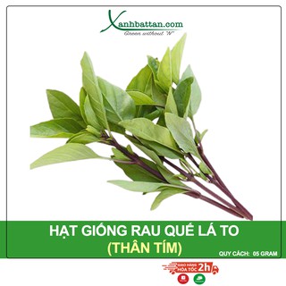 Hạt Giống Rau Quế Lá To Phú Nông Gói 5 Gram
