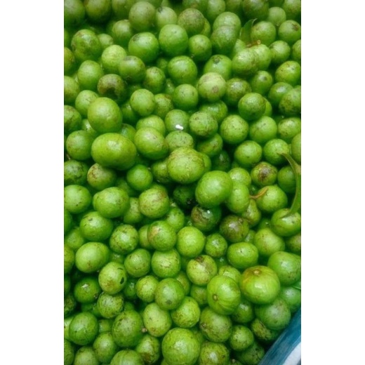 SẤU QUẢ MIỀN BẮC NGUYÊN QUẢ ĐÃ BẢO QUẢN ĐÔNG LẠNH BỊCH 500GR