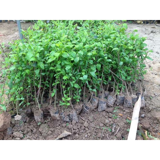 Cây táo đại, quả siêu to ngọt giòn, trồng 5 tháng cho quả