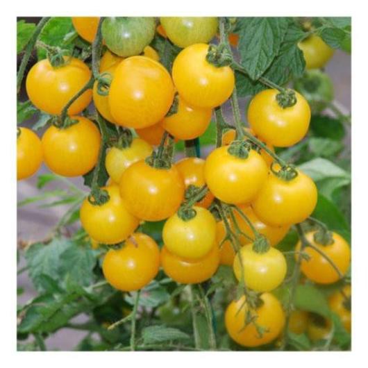 Hạt giống cà chua bi cây cao quả vàng sai quả và năng suất ( gói 30 hạt) HGTG f1
