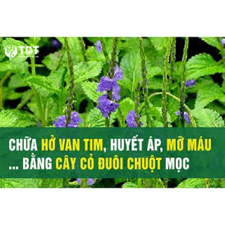 HẠT GIỐNG CỎ ĐUÔI CHUỘT (Mạch lạc) - 10 hạt/ gói