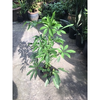 [Hỏa tốc 3H] Cây Ngũ Gia Bì (Cây Đuổi Muỗi)