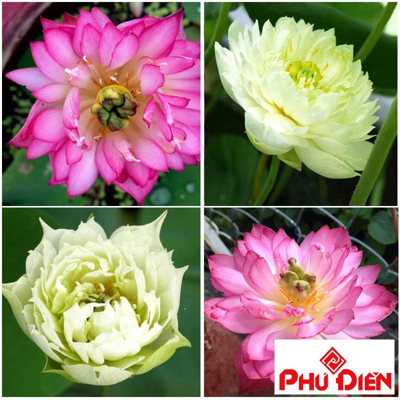 5 hạt 5 màu Hạt giống hoa sen Hoàng cung PHÚ ĐIỀN