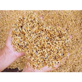 100 gram (1 lạng ) Hạt giống mầm lúa mạch - mầm lúa mỳ - đại mạch