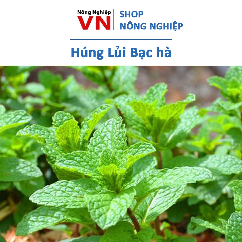 Hạt Giống Rau Húng Lủi ( Bạc Hà Âu) Thơm Ngon 0.1gr