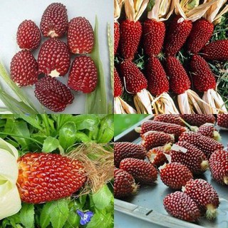 Hạt giống Bắp Ngô mini (ngô dâu tây tí hon) siêu ngon