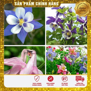 Hạt giống hoa cỏ bồ câu nhiều màu 1000 Hạt