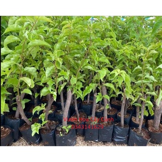 Combo 50 cây giống hoa giấy