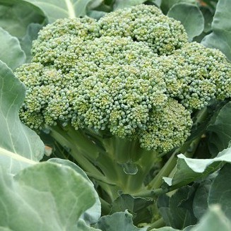 Gói đóng hạt giống súp lơ mix