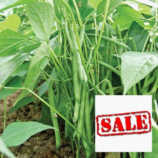 10 gr hạt giống đậu cove lùn siêu quả SALE
