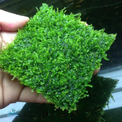 Vỉ Rêu Mini Taiwan - Rêu Gắn Lũa Bonsai, Dán Đá Trang Trí Bể Thuỷ Sinh, Cá Tép