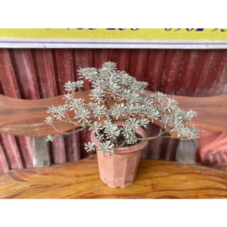Cúc mốc dáng bon sai
