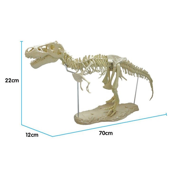 BỘ KIT LẮP RÁP MÔ HÌNH XƯƠNG KHỦNG LONG T-REX (4D ASSEMBLED TRIANGLE DRAGON FOSSIL DINOSAUR SKELETON MODEL)