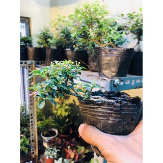 Hồng Ngọc Mai(chơi bán cạn và tiểu cảnh)