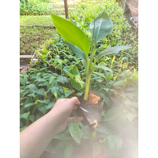 Cây giống chuối tá quạ cấy mô (chuẩn giống - quả siêu to)