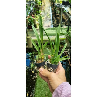 HOA LAN BRASS CANARY CÂY GIỐNG