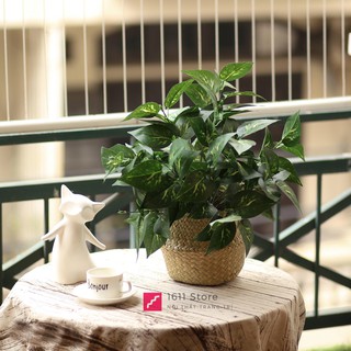 Cây Lá Loang Giả Để Bàn 45cm