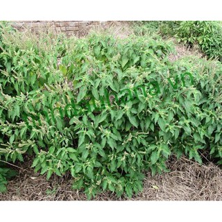 Cây giống Cây hương nhu trắng