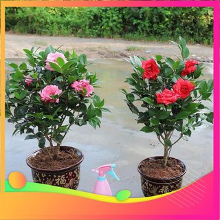 Hạt giống hoa trà mi - 5 hạt vietgar