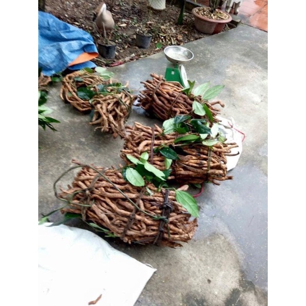 1kg Sâm xuyên đá Hà Giang