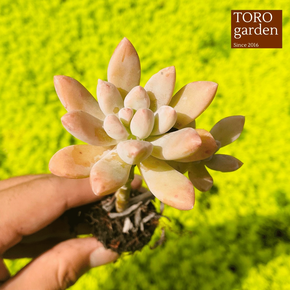 Sen đá pha lê cổ thụ Đà Lạt size mini cây cảnh trang trí nhà cửa Toro garden