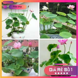 5 Hạt giống Sen Nhật Mini (Đã cắt đầu)