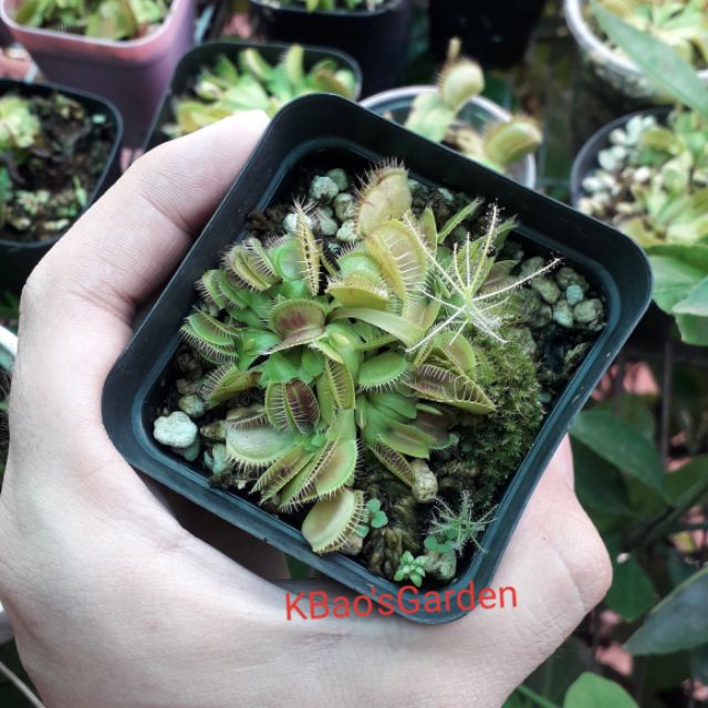 Bẫy kẹp ( venus flytrap )