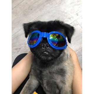 Mắt Kính Mát Cho Chó Hợp Thời Trang
