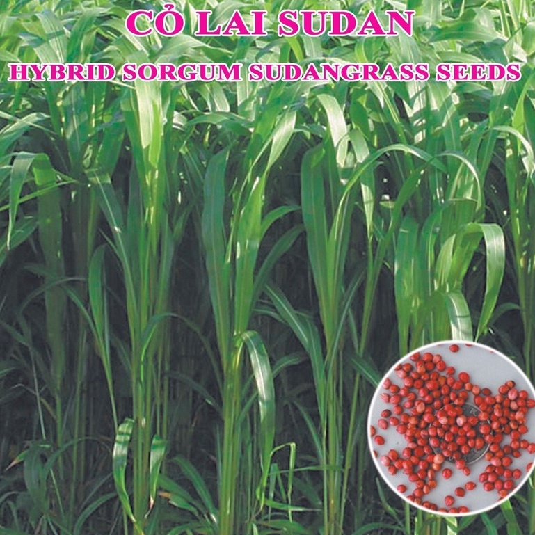Hạt Giống Cỏ chăn nuôi SUDAN Lai,cỏ sả lá lớn dể trồng f1 - Gói 50gram-tặng kèm gói phân bón lót