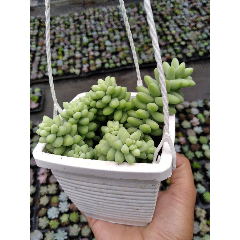 Sen đá Chuỗi Ngọc Bi - chậu treo