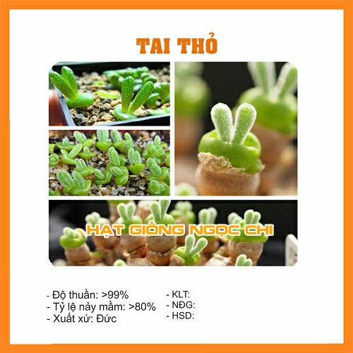 Hạt Giống Cây Hoa Tai Thỏ - 20 Hạt