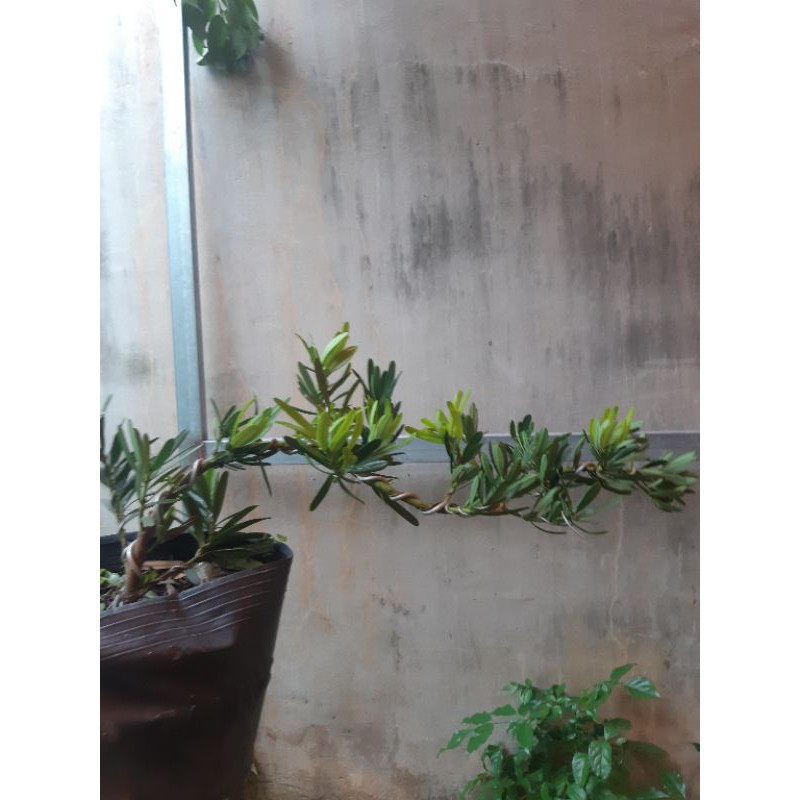 Tùng đài loan bonsai mini