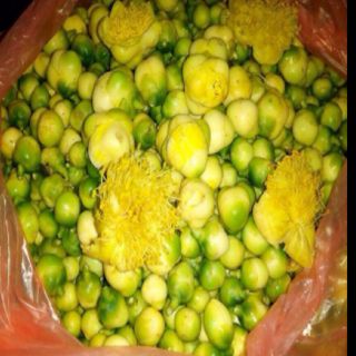 Cây giống chè hoa vàng