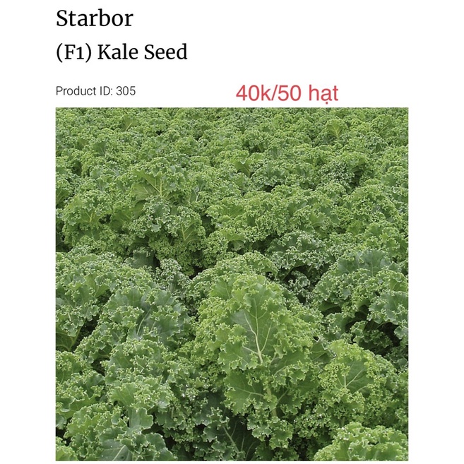 Cải xoăn Kale Starbor